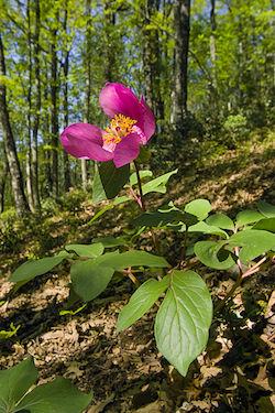 A woodland treasure, Paeonia mascula, found on our photographic tour of Gargano